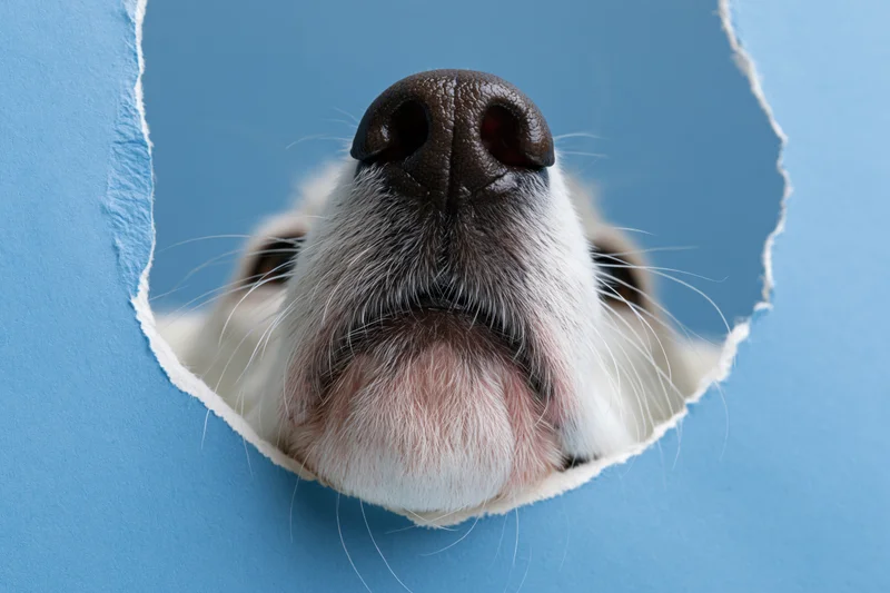 Dog's nose and muzzle peeking through a torn hole in blue paper