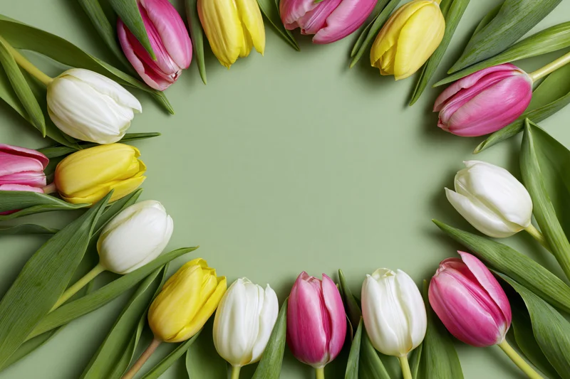 Tulips arranged in a circular frame on a green surface with copyspace in the center