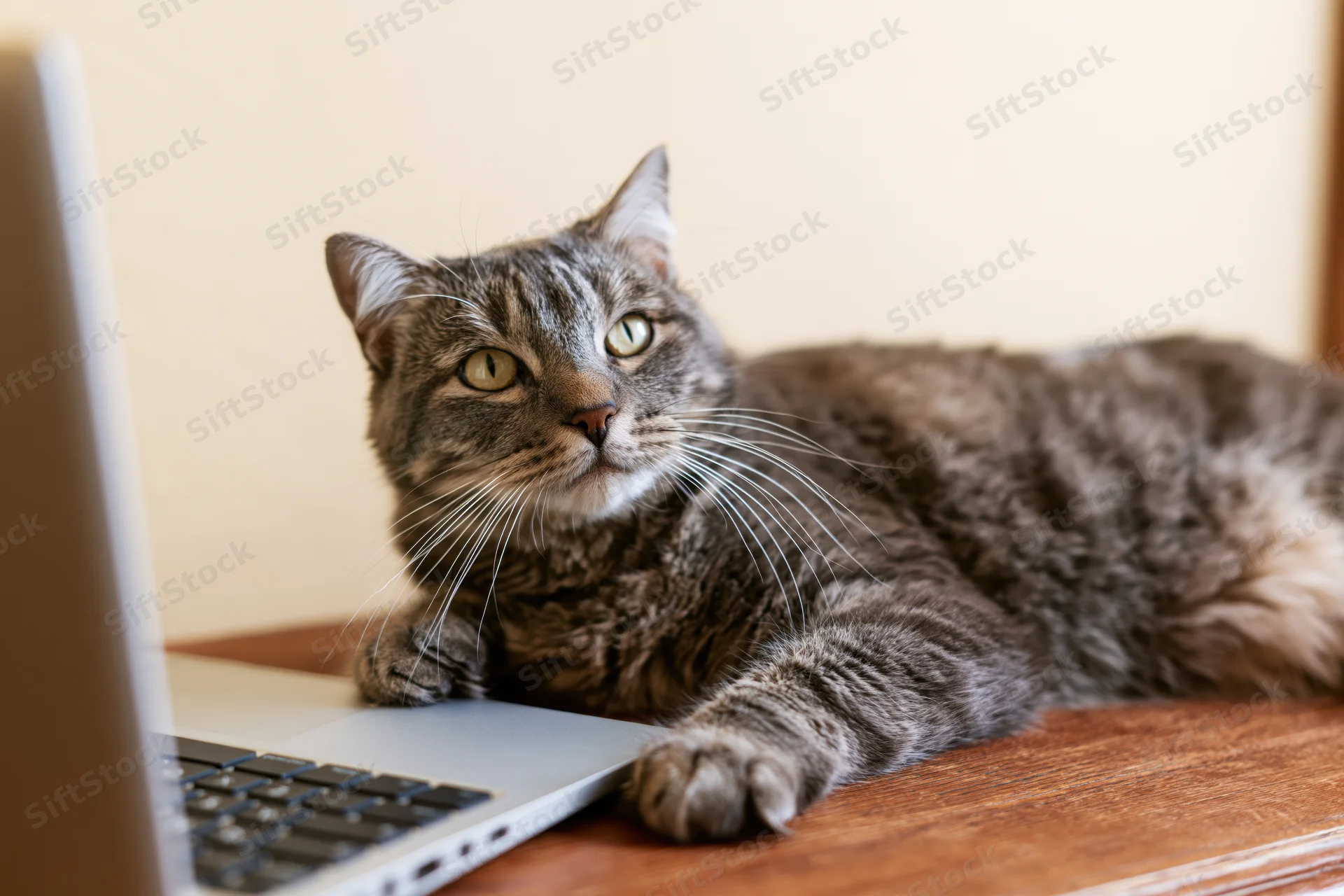 Grey tabby cat lying on wooden desk with front paws resting beside laptop