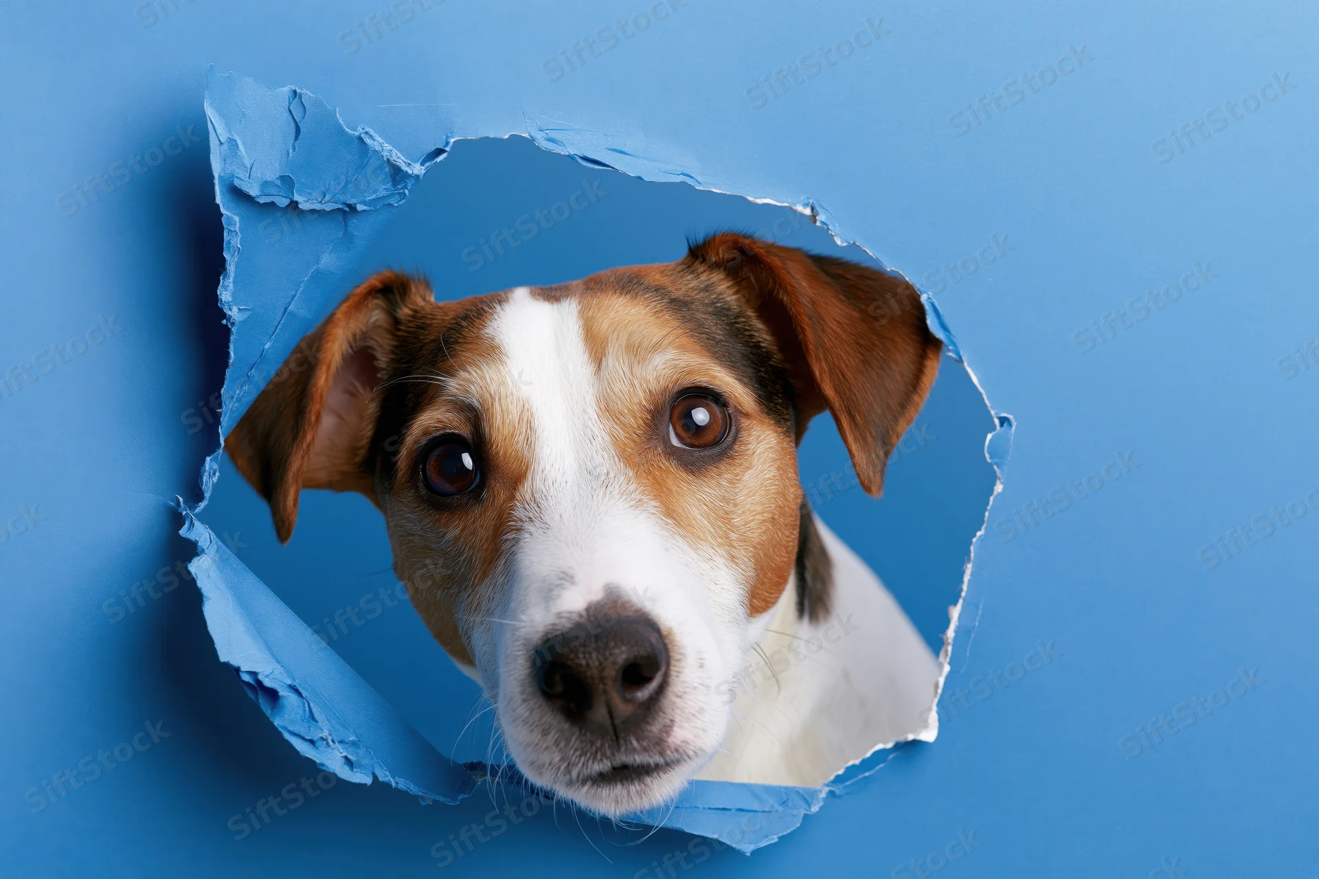 Jack russell terrier head peeking through torn hole in blue paper