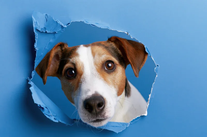 Jack russell terrier head peeking through torn hole in blue paper