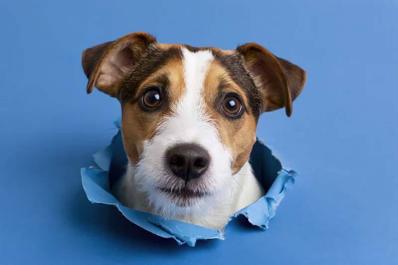 Jack russell terrier head peeking through torn hole in blue paper