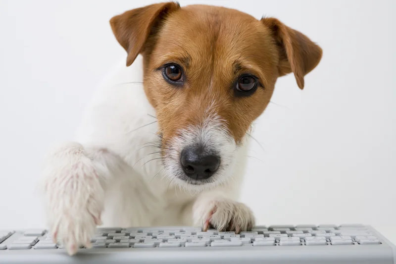 Jack russell terrier with paw on computer keyboard against white background