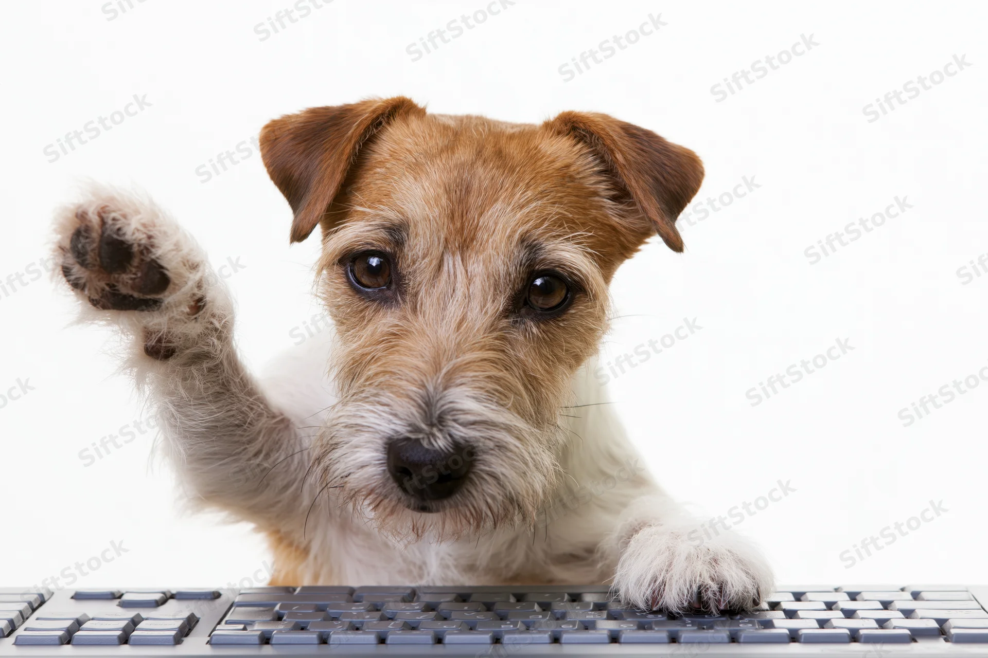 Jack russell terrier sitting upright behind computer keyboard with paw raised in studio setting