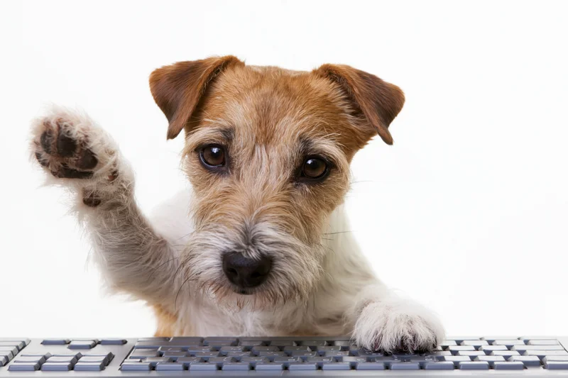 Jack russell terrier sitting upright behind computer keyboard with paw raised in studio setting