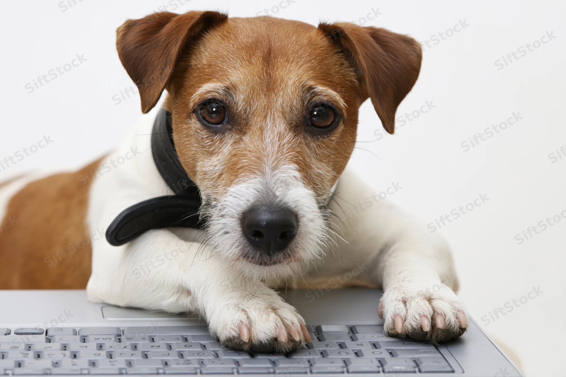 Jack russell terrier resting paws on laptop keyboard against white background