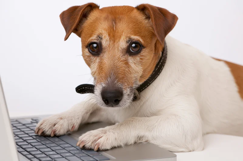 Jack russell terrier resting with front paws on laptop keyboard in studio setting