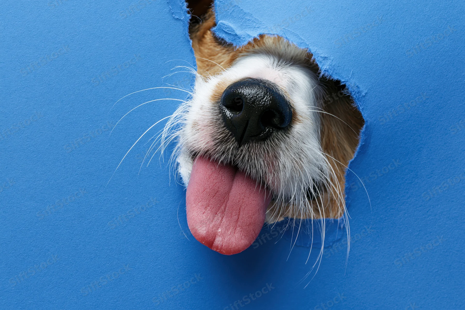 Jack russell terrier nose and tongue peeking through a torn blue paper hole