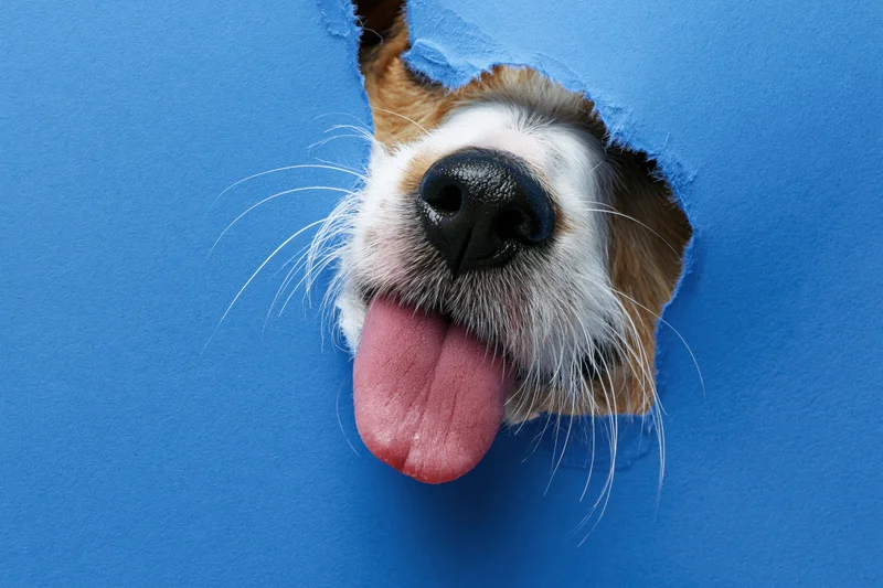 Jack russell terrier nose and tongue peeking through a torn blue paper hole