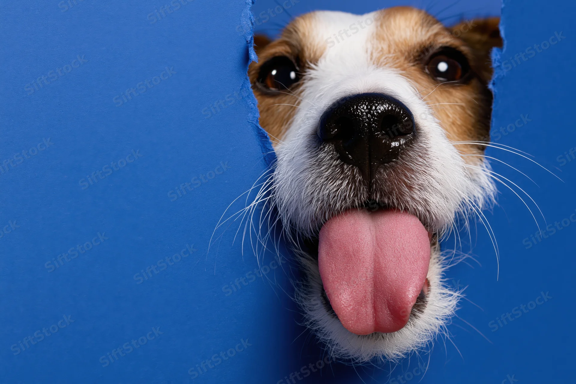 Jack russell terrier peeking through torn blue paper with tongue out