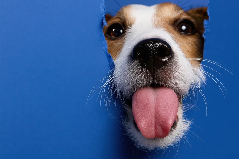 Jack russell terrier peeking through torn blue paper with tongue out