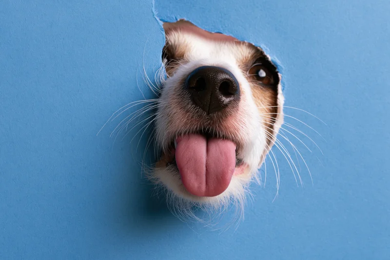 Jack russell terrier nose and tongue peeking through a torn blue paper hole