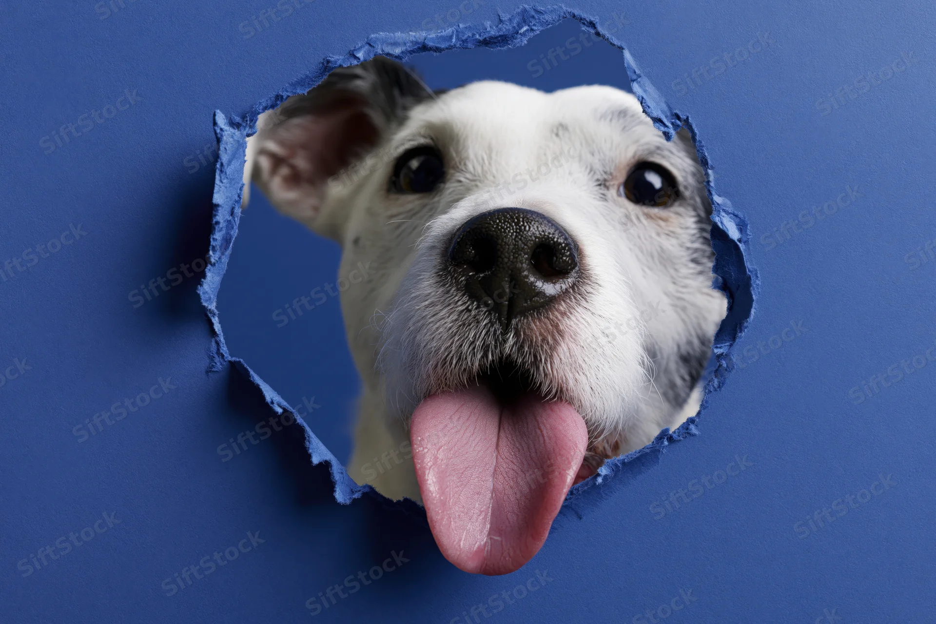 Jack russell terrier head peeking through torn blue paper hole with tongue out