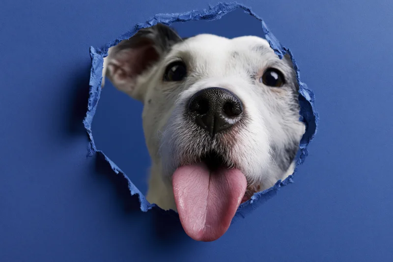 Jack russell terrier head peeking through torn blue paper hole with tongue out