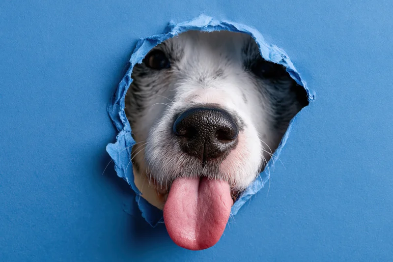 Jack russell terrier peeking through a torn blue paper hole with tongue out