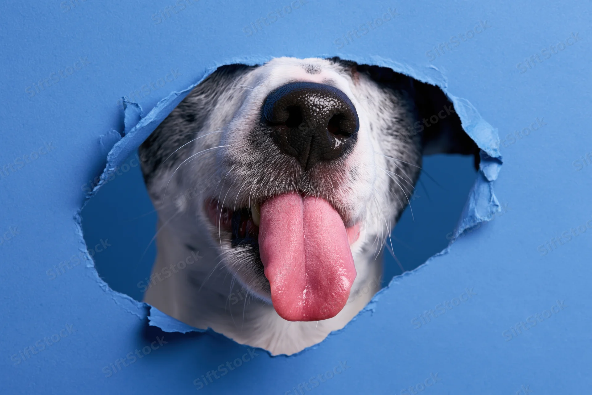 Jack russell terrier nose and tongue peeking through a torn blue paper hole