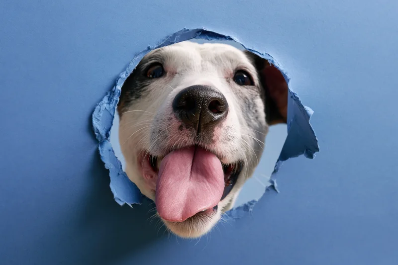 Jack russell terrier head peeking through torn blue paper with tongue out