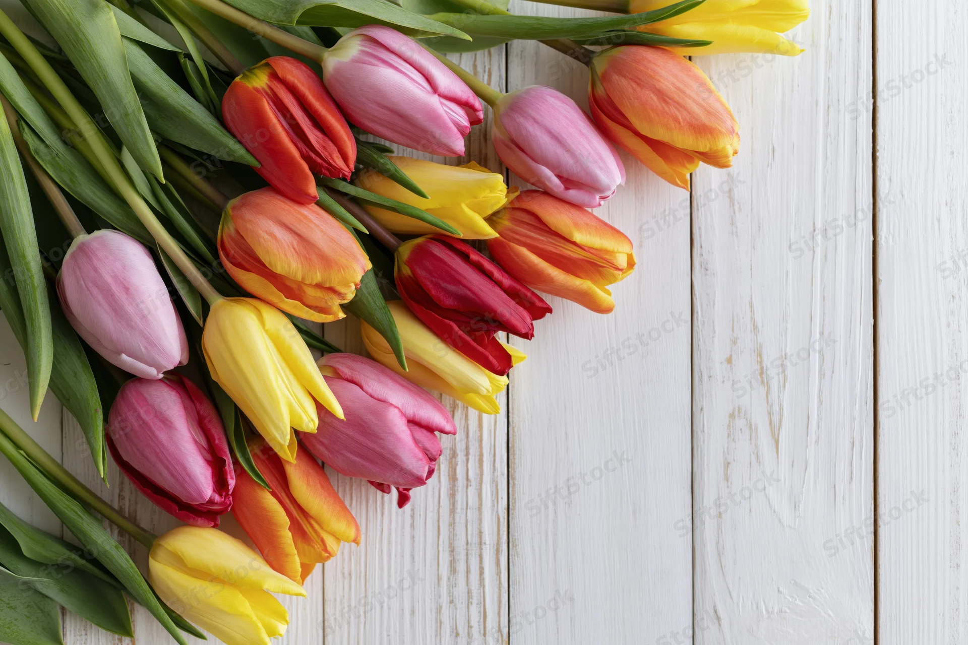 Colorful tulips arranged loosely on a white wooden surface with copyspace