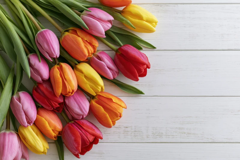 Colorful tulips arranged loosely on white wooden surface