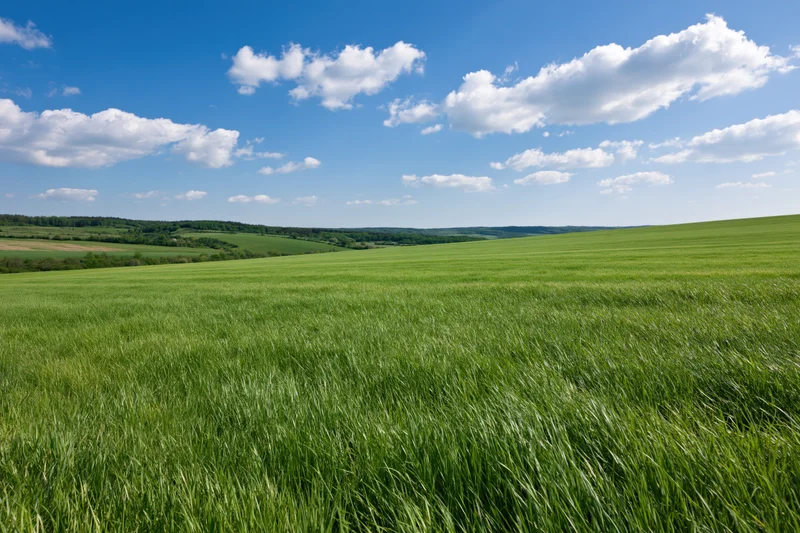 Rolling green meadow stretching toward tree-lined hills under a blue sky with scattered clouds