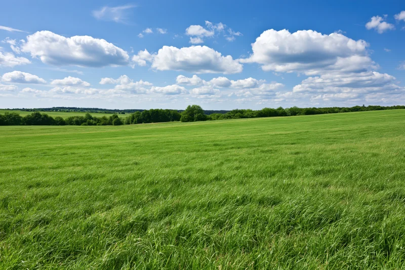 Open green meadow stretching toward tree-lined hills under a blue sky with scattered clouds