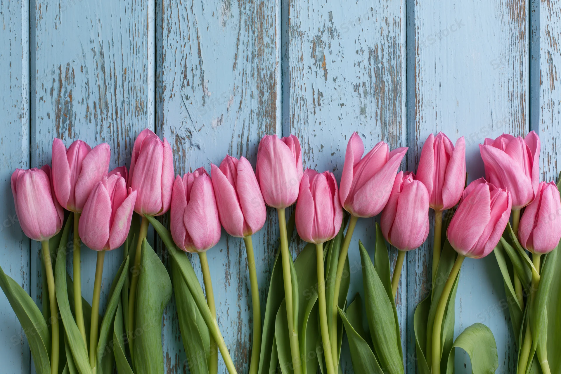 Row of pink tulips with green stems and leaves arranged along a blue weathered wooden plank background