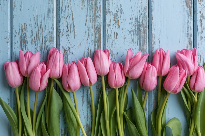 Row of pink tulips with green stems and leaves arranged along a blue weathered wooden plank background