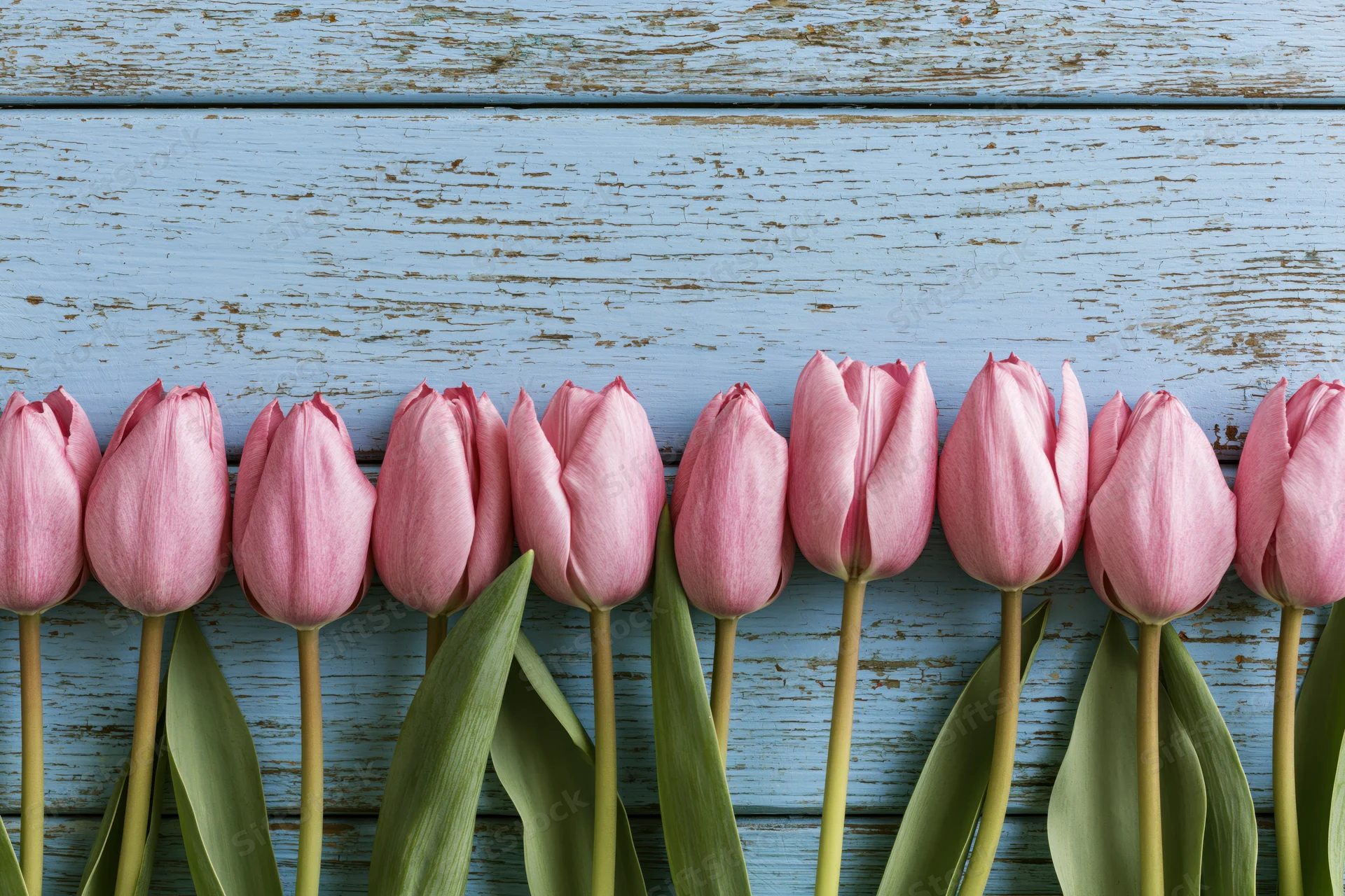 Row of pink tulips with green stems and leaves arranged along a blue weathered wooden plank background