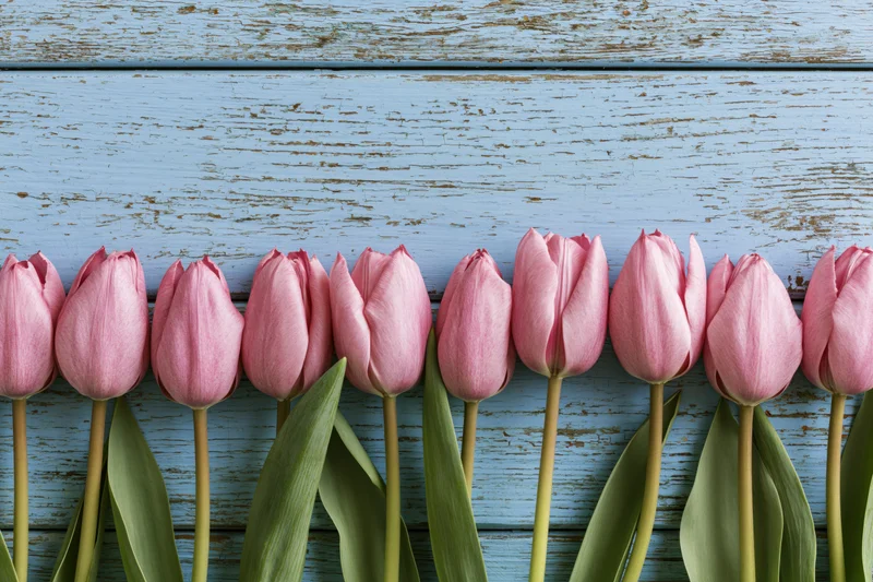 Row of pink tulips with green stems and leaves arranged along a blue weathered wooden plank background