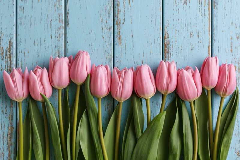 Row of pink tulips along a blue weathered wooden background