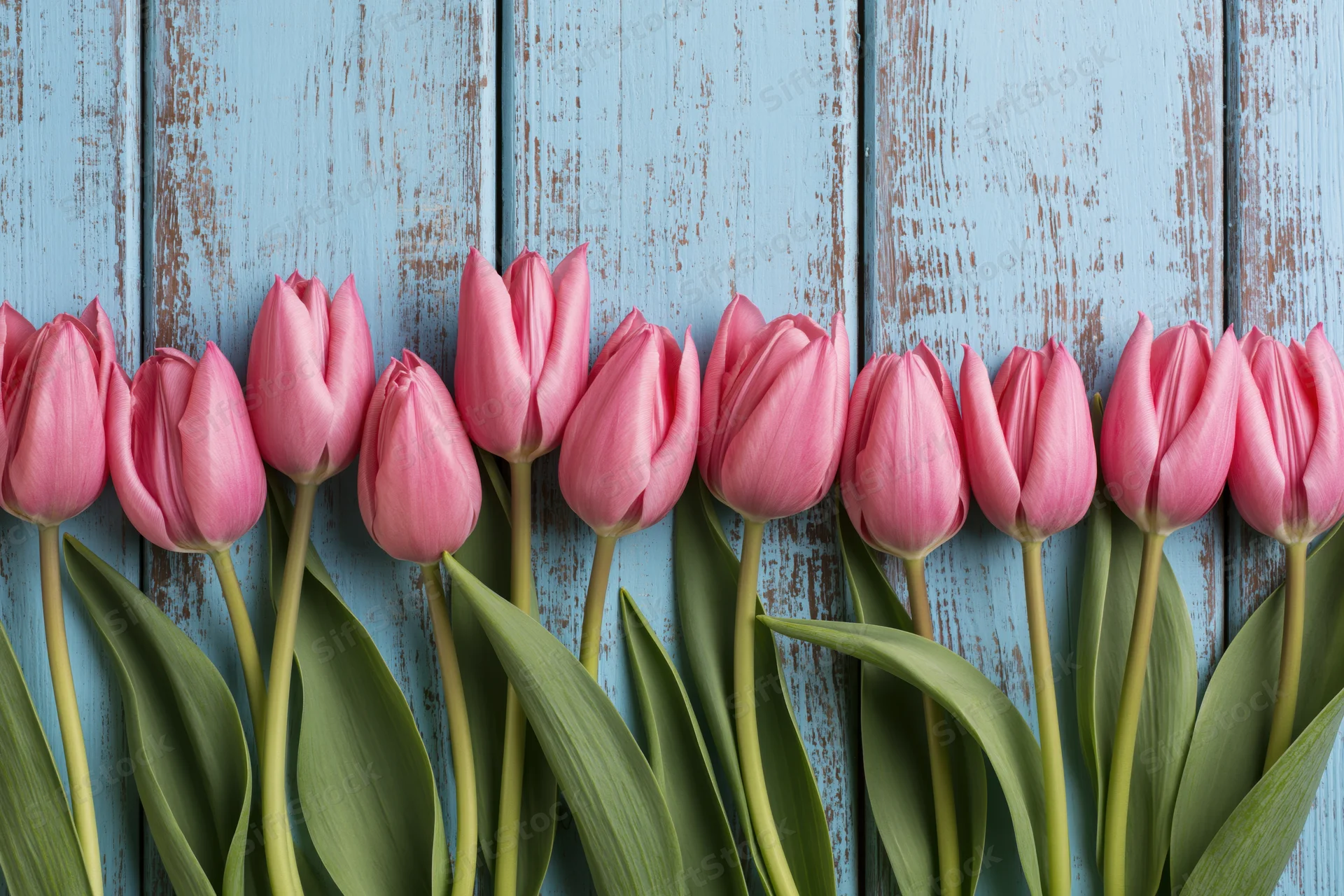 Row of pink tulips with green stems and leaves arranged along a blue weathered wooden plank background
