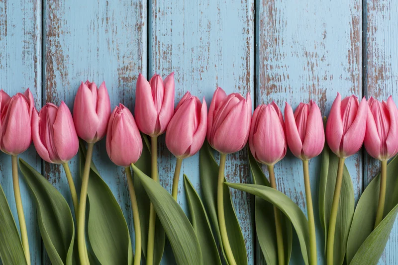 Row of pink tulips with green stems and leaves arranged along a blue weathered wooden plank background