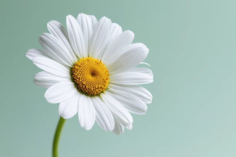 Single white daisy flower with bright yellow center on a soft green background