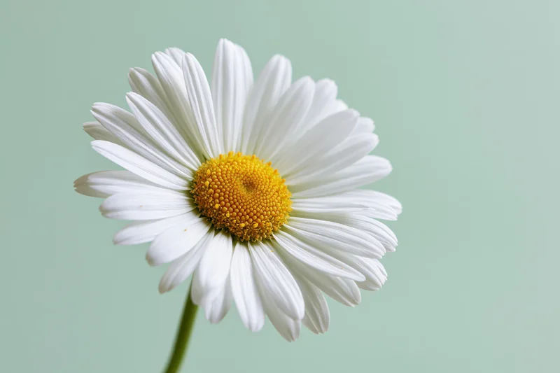 Single white daisy with bright yellow center against a soft green background