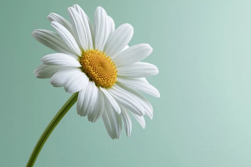 Single white daisy with yellow center on a soft mint green background