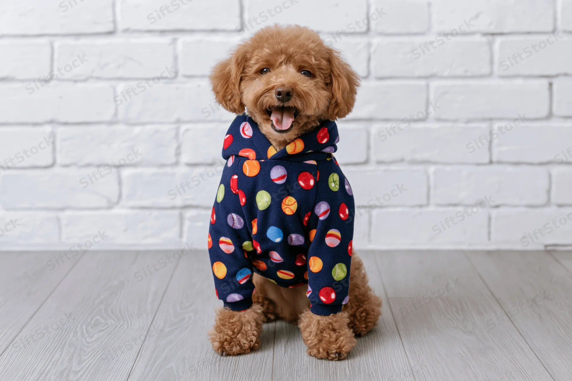 Small brown poodle sitting upright in a colorful polka dot hoodie against a white brick wall