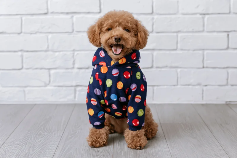 Small brown poodle sitting upright in a colorful polka dot hoodie against a white brick wall