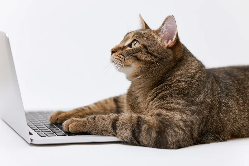 Tabby cat lying with paws on open silver laptop against white background