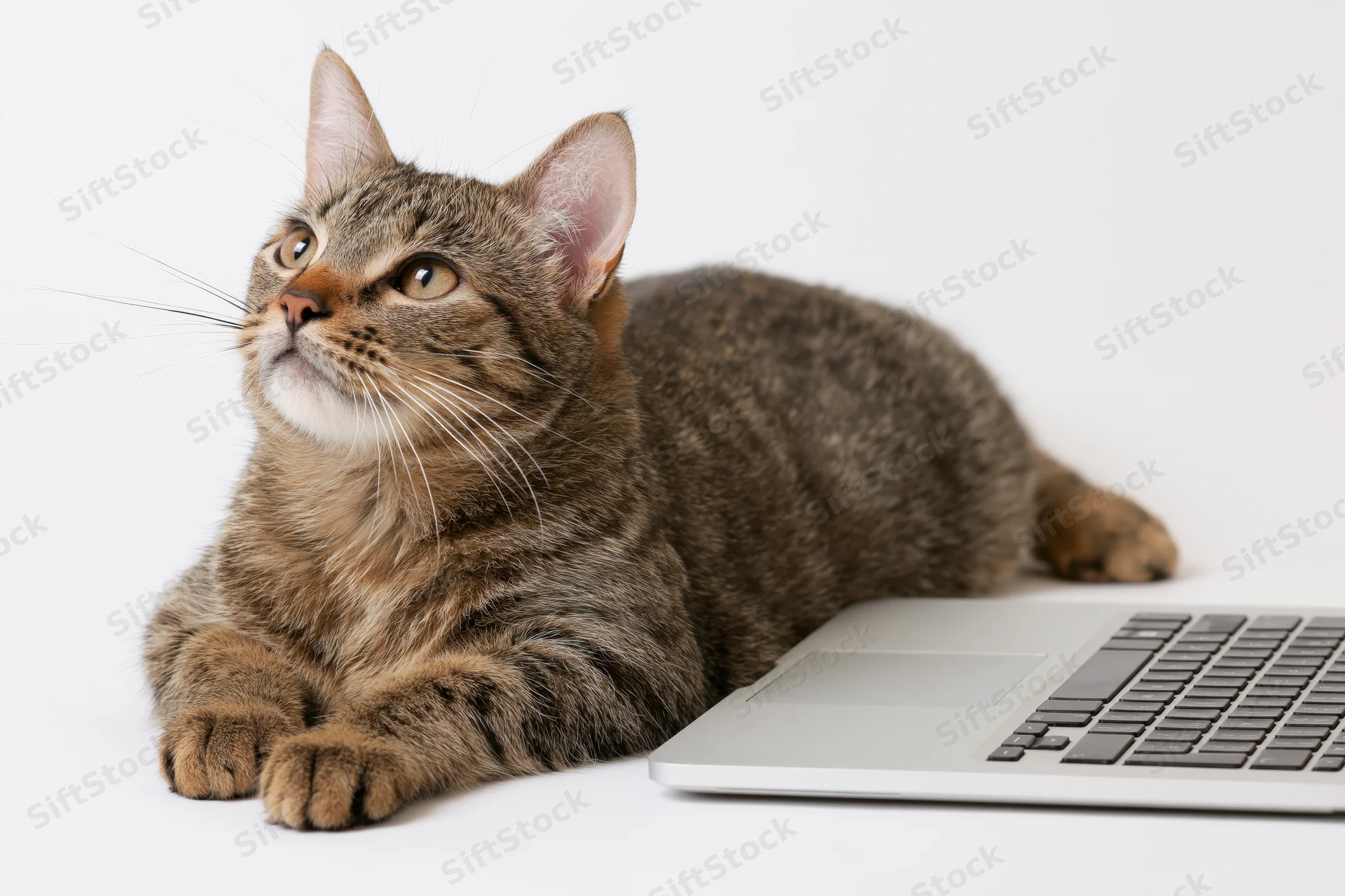 Tabby cat lying down with front paws near open silver laptop on white background