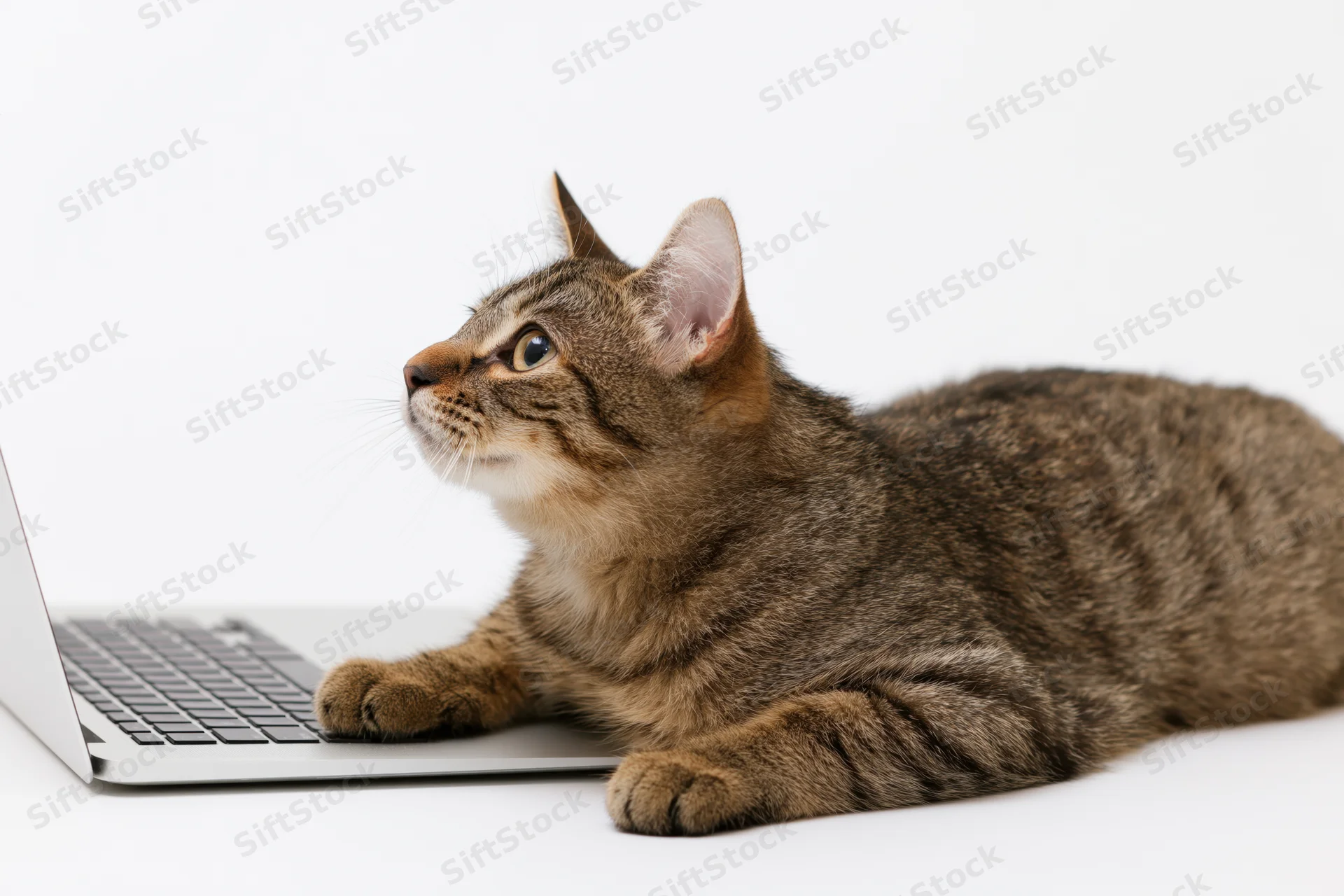 Tabby cat lying with front paws on open silver laptop against white background