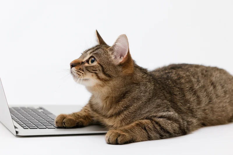 Tabby cat lying with front paws on open silver laptop against white background