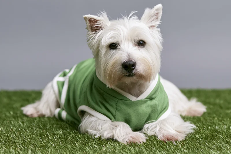 West highland white terrier lying on artificial green turf in a green jersey