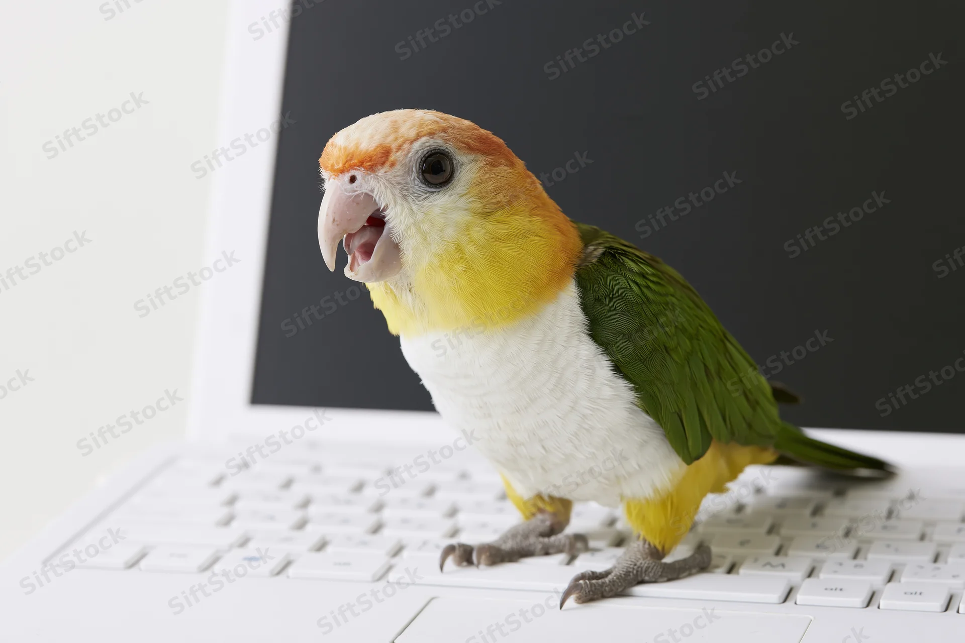 White-bellied caique parrot perched on white laptop keyboard with beak open