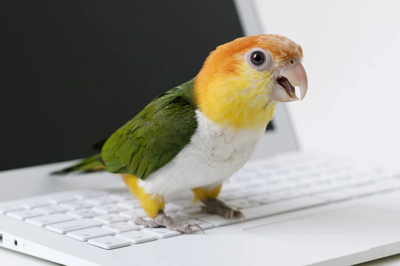 White-bellied caique parrot standing on white laptop keyboard in office setting