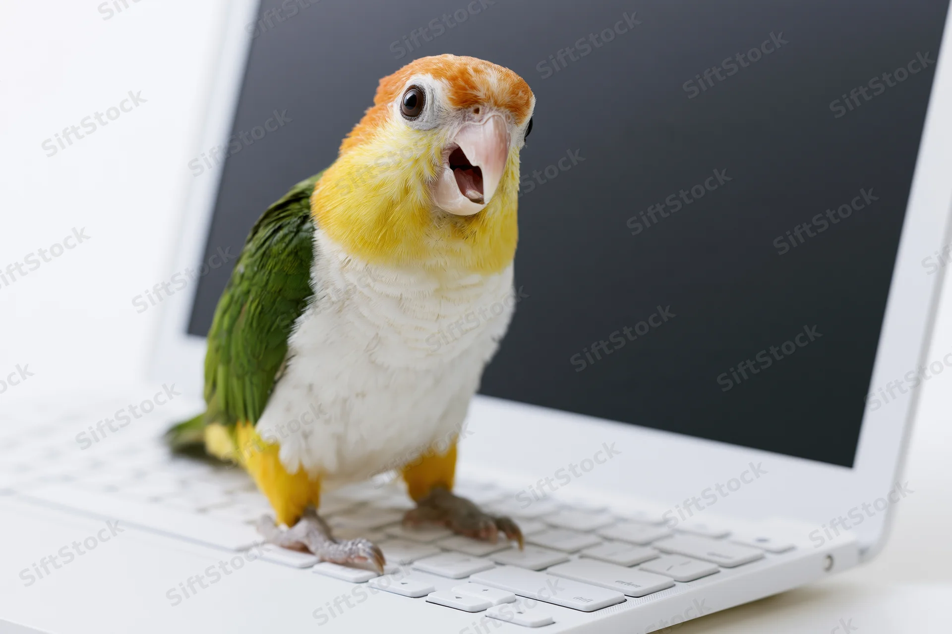 White-bellied caique parrot standing on laptop keyboard with beak open in front of dark screen