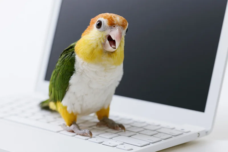 White-bellied caique parrot standing on laptop keyboard with beak open in front of dark screen