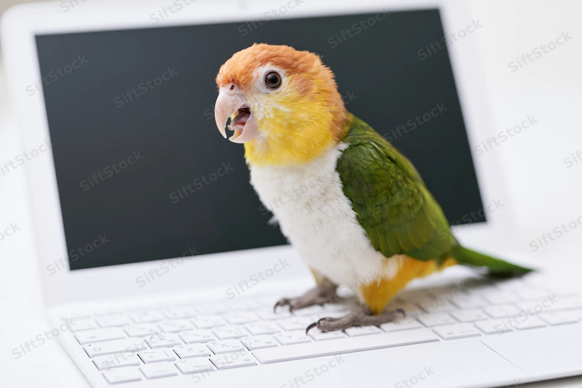 White-bellied caique parrot perched on white laptop keyboard with dark screen in workspace setting