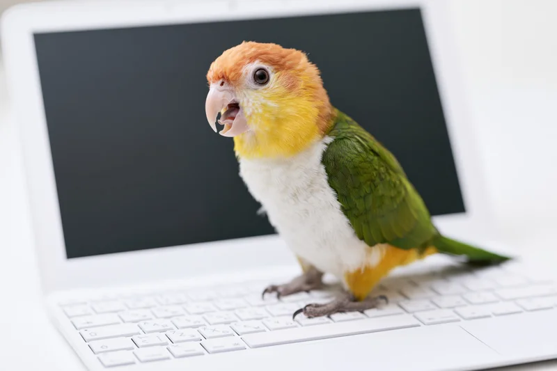 White-bellied caique parrot perched on white laptop keyboard with dark screen in workspace setting
