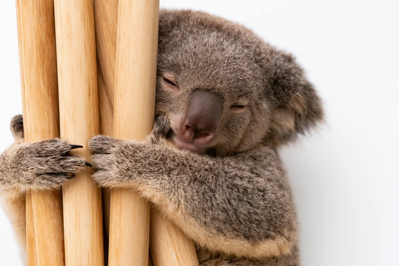 Koala sleeping and hugging bamboo stalks against a white background