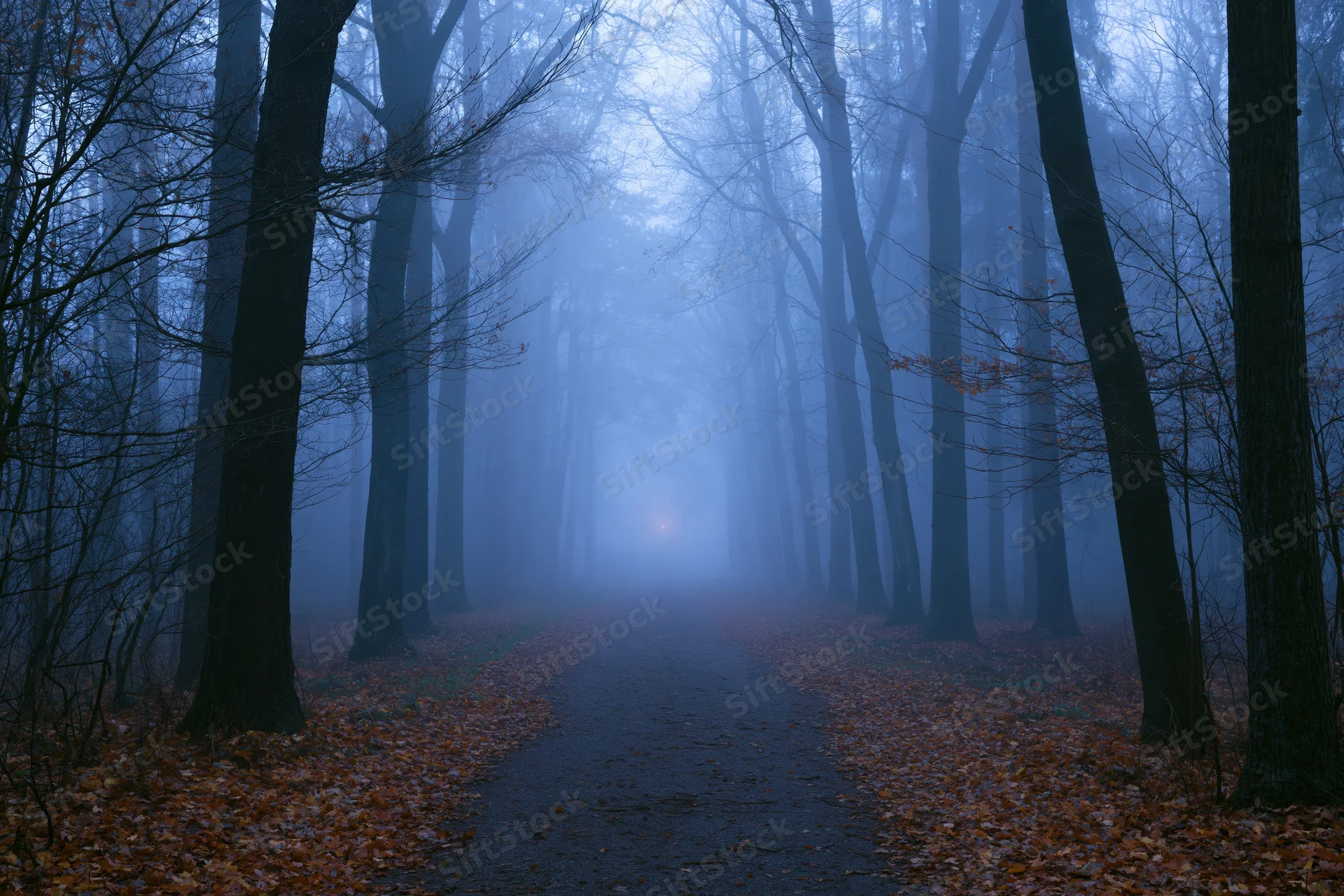 Misty forest path lined with bare trees disappearing into dense fog, covered in fallen autumn leaves